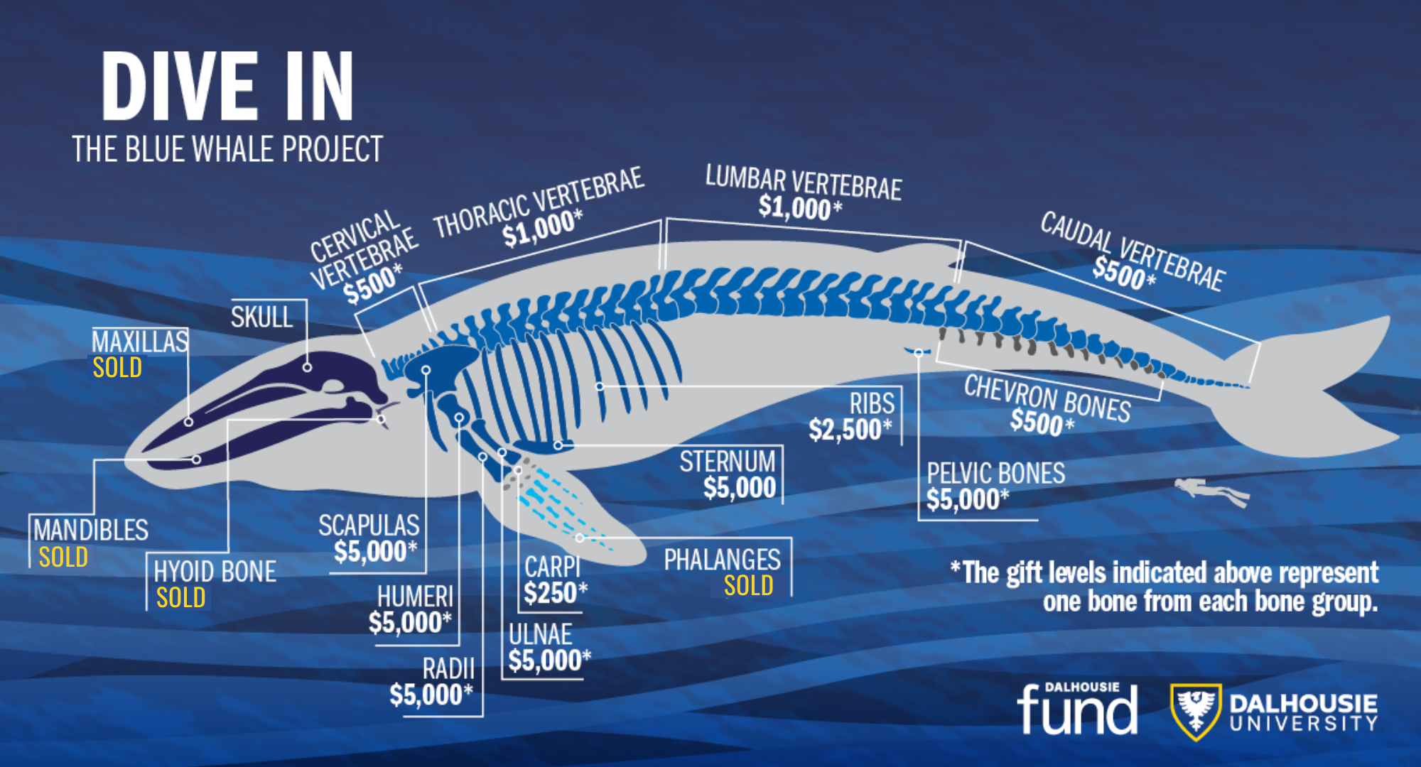 Dive In: The Blue Whale Project